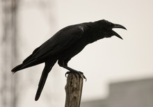 Black Crow Cawing. Black Bird Preaching On A Stick ,isolated In The City Background 