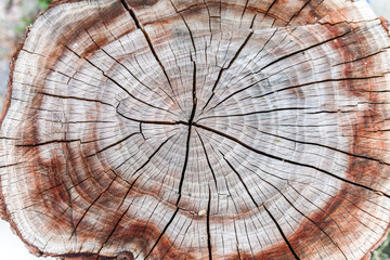 Old natural pattern of a tree stump. Beautiful wooden texture background.