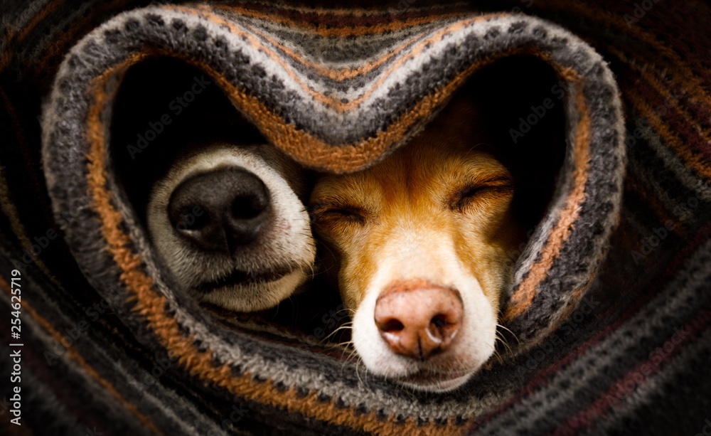 dogs under blanket together - obrazy, fototapety, plakaty 
