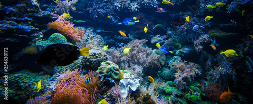 Fotomural underwater coral reef landscape with colorful fish