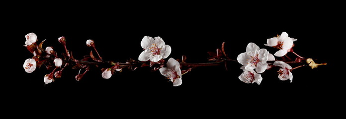 Blooming spring flowers isolated on black background