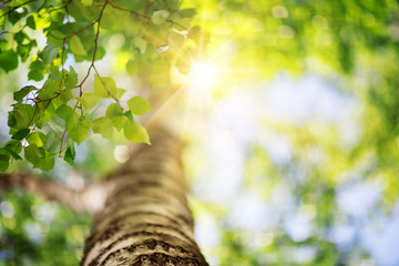 New birch leaves