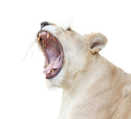 Poster - female white lion yawn isolated