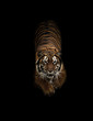 canvas print picture bengal tiger in the dark
