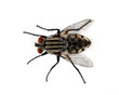Isolated Fly on a White Background