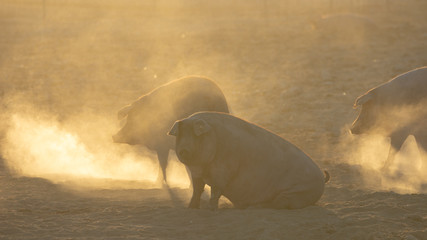 Iberian pig in the meadow