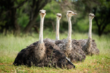 Four Female Ostriches Sitting