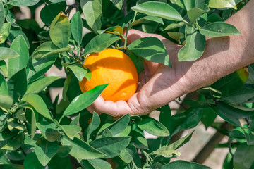 Wall Mural - Hands of a person picking fresh fruit from the orange tree in summer garden. The concept of healthy eating organic fruits and raw food