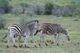 Fototapeta Sawanna - A wounded Zebra walking away after escaping a lion attack