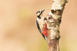 Fototapeta  - Great spotted woodpecker (Dendrocopos major) foraging and drilling for food, Scottish borders,  scotland, United Kingdom