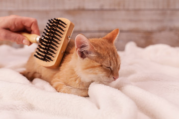 Wall Mural - Kitten enjoy brushing lying on a soft blanket