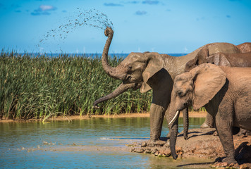 Elephant’s herd at water hole, South Africa