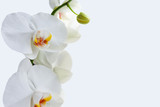 Fototapeta Storczyk - Orchid flowers background