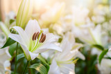 Close up white Lilly blooming in the garden.