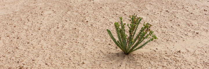 Wall Mural - Single plant in the sand in the desert