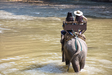 Wall Mural - Female tourists are riding elephants in the water.