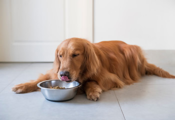 Wall Mural - The Golden Retriever dog is eating dog food.