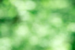 © photolink - Green bokeh background from nature forest out of focus
