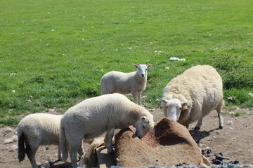 Wall Mural - Livestock eating rock salt