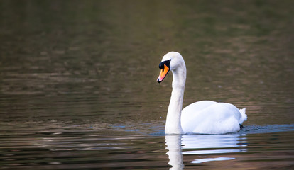 Canvas Print - A mute swan (Cygnus olor) swims in the River Severn in Shrewsbury, Shropshire, England.