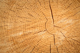 Fototapeta Las - A cut tree with visible wood grains, old and dry tree.