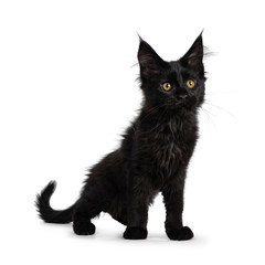  Cute solid black Maine Coon cat kitten, standing half side ways. Looking beside lens with golden yellow eyes. Isolated on white background.