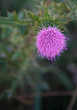 Pink thistle flower