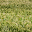 Wheat green field