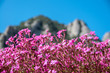 Pink flowers at Montserrat mountain (Catalonia)
