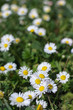Daisy flower field