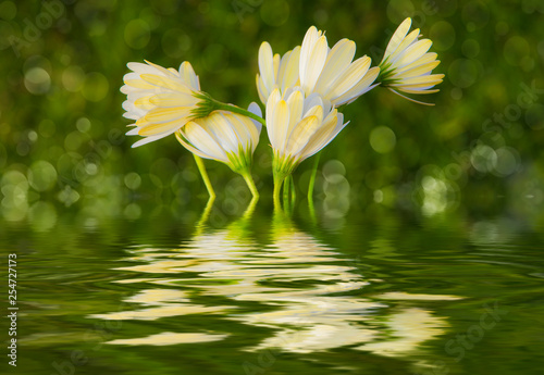 flores blancas sobre un fondo verde natural y reflejadas en el agua