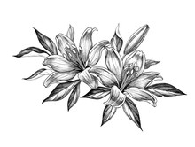 Hand Drawn Floral Bunch With Lily Flowers