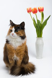 Fototapeta Zwierzęta - Multicolored young cat, a vase of flowers on a white background, studio lighting