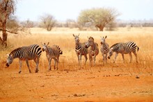 Six Zebras In The Wide Wilderness