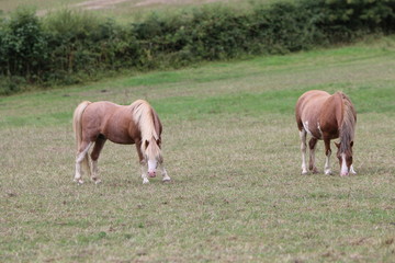 Wall Mural - Horses in a field