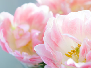 Wall Mural - tulip