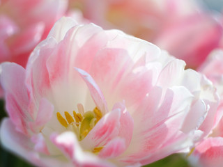 Wall Mural - tulip