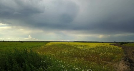 Wall Mural - Aero view from drone in field of colza Brassica napus in sunny day