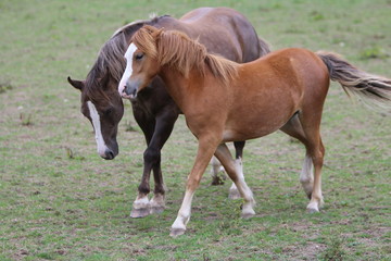 Wall Mural - Horses in a field