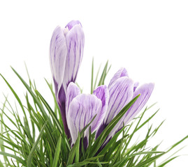 Canvas Print - Three purple crocuses in the green grass.