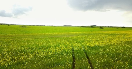 Wall Mural - Aero view from drone in field of colza Brassica napus in sunny day