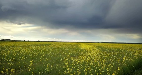 Wall Mural - Aero view from drone in field of colza Brassica napus in sunny day
