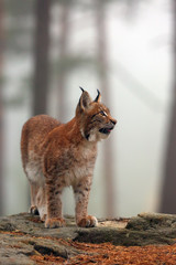 Sticker - The Eurasian lynx (Lynx lynx), also known as the European or Siberian lynx in autumn colors in the pine forest.