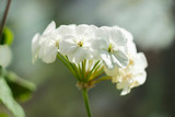 Fototapeta Kwiaty - White geranium, Pelargonium flower with medicinal properties are on the windowsill