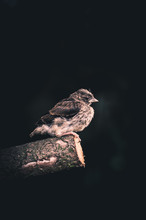 Sparrow Bird In Tree Trunk