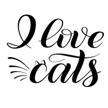 Cat Quotation Fancy Script Free Stock Photo - Public Domain Pictures