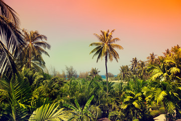 Wall Mural - Summer tropical palm tree background. Vintage toned background.