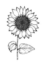 Retro Black Outline Ink Pen Sketch Of Sunflower. Hand Drawn Illustration Of Beautiful Sun Flower Isolated On White Background For Botanical Pattern Design, Greeting Card Decoration