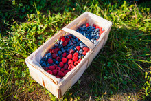 Splint Basket Of Freshly Picked Berries