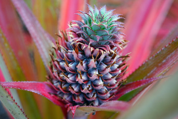 Wall Mural - Pineapple (Ananas Comosus) growing on a tropical bromeliad plant with pink leaves in Moorea, French Polynesia
